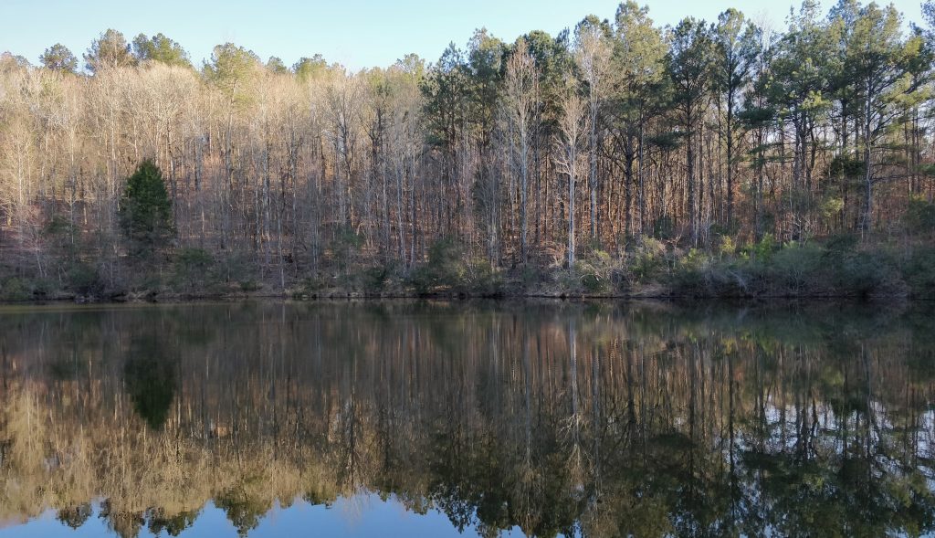 mixed forest reflected in large pond